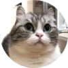gatitos 2 mov 15