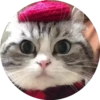 gatitos 2 mov 16