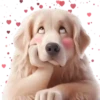 Perro Amoroso🐶💞1🇵🇪Movi 21