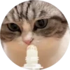 gatitos 2 mov 17