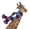 animals mov 17