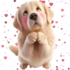 Perro Amoroso🐶💞1🇵🇪Movi 23