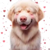 Perro Amoroso🐶💞1🇵🇪Movi 24
