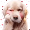 Perro Amoroso🐶💞1🇵🇪Movi 26
