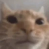 kitten 26