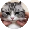 gatitos 2 mov 19