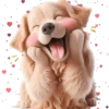 Perro Amoroso🐶💞1🇵🇪Movi 29