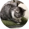 gatitos 2 mov 21