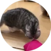 gatitos 2 mov 22