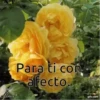 Дарите желтые цветы 29