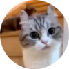 gatitos 2 mov 23