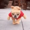 🐶Pҽƚʂ🐱 HAʅʅσɯҽҽɳ 🎃 5