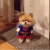 🐶Pҽƚʂ🐱 HAʅʅσɯҽҽɳ 🎃 7