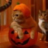 🐶Pҽƚʂ🐱 HAʅʅσɯҽҽɳ 🎃 8