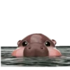 MooDoong Hippo 🦛 MOV 6