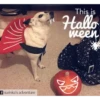 🐶Pҽƚʂ🐱 HAʅʅσɯҽҽɳ 🎃 10