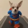 🐶Pҽƚʂ🐱 HAʅʅσɯҽҽɳ 🎃 12