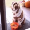 🐶Pҽƚʂ🐱 HAʅʅσɯҽҽɳ 🎃 13