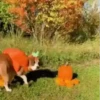 🐶Pҽƚʂ🐱 HAʅʅσɯҽҽɳ 🎃 14