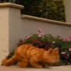 garfield mov 8