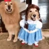 🐶Pҽƚʂ🐱 HAʅʅσɯҽҽɳ 🎃 18
