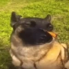 Perritos!!! 22