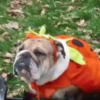 🐶Pҽƚʂ🐱 HAʅʅσɯҽҽɳ 🎃 19