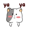 White cat 🐈♥ Mov 17