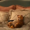 garfield mov 15