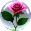 Rosas💞1🇵🇪Movi 21