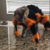 🐶Pҽƚʂ🐱 HAʅʅσɯҽҽɳ 🎃 21