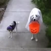 🐶Pҽƚʂ🐱 HAʅʅσɯҽҽɳ 🎃 22