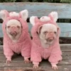 🐶Pҽƚʂ🐱 HAʅʅσɯҽҽɳ 🎃 23