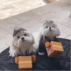 🐶Pҽƚʂ🐱 HAʅʅσɯҽҽɳ 🎃 24