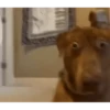 Perritos!!! 27