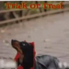 🐶Pҽƚʂ🐱 HAʅʅσɯҽҽɳ 🎃 26
