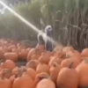 🐶Pҽƚʂ🐱 HAʅʅσɯҽҽɳ 🎃 28