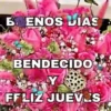 BUENOS DIAS 🌺🦋 5