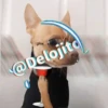 🍷🐕Perrito En Efecto🐕🍷 5