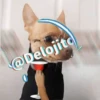 🍷🐕Perrito En Efecto🐕🍷 8