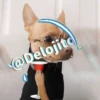 🍷🐕Perrito En Efecto🐕🍷 10