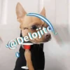 🍷🐕Perrito En Efecto🐕🍷 11