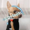 🍷🐕Perrito En Efecto🐕🍷 12