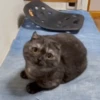 Cats & Dogs 💖 MOV 10