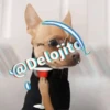🍷🐕Perrito En Efecto🐕🍷 13