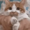 Cats & Dogs 💖 MOV 11