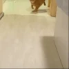 Cats & Dogs 💖 MOV 13