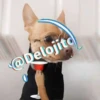 🍷🐕Perrito En Efecto🐕🍷 14