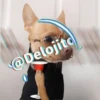 🍷🐕Perrito En Efecto🐕🍷 17