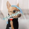 🍷🐕Perrito En Efecto🐕🍷 18